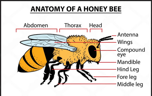 Do bees have lungs? A closer look at their respiratory system Beezzit