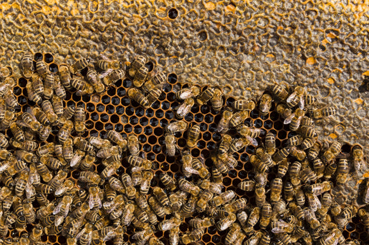 Do bees have ears? The real truth behind how bees hear Beezzit