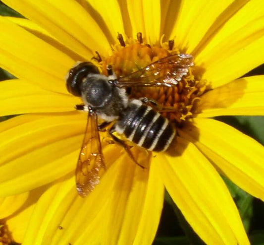 Why the Sunflower Bee Is Nature’s Most Underrated Pollinator Beezzit