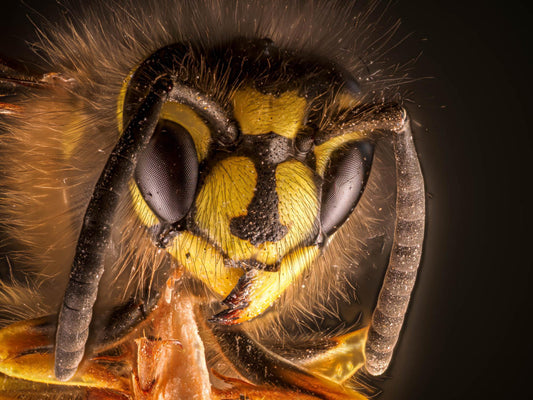 Bumblebee eyes: Precision tools for a fast paced life Beezzit