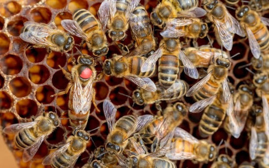 Queen Bee Sting: Nature’s Most Ruthless Battle for the Throne Beezzit