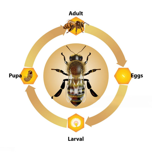 Bee Life Cycle Explained: How a Tiny Egg Becomes a Buzzing Worker Beezzit