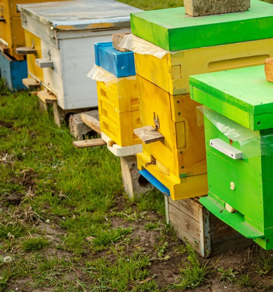 Wood vs Plastic Bee Hives Beezzit