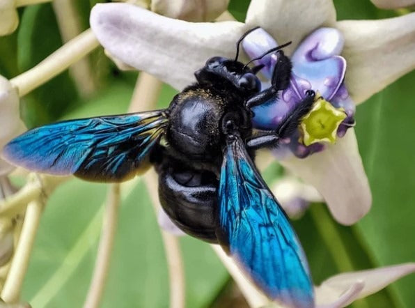 The Brilliant Mystery of Blue Bees