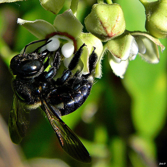 Decoding misconceptions: Do carpenter bees make honey? Beezzit