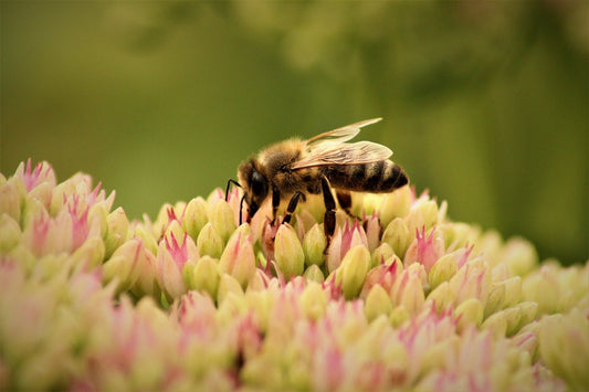 Is Honey Bee Vomit? Science Says You’ve Got It All Wrong Beezzit