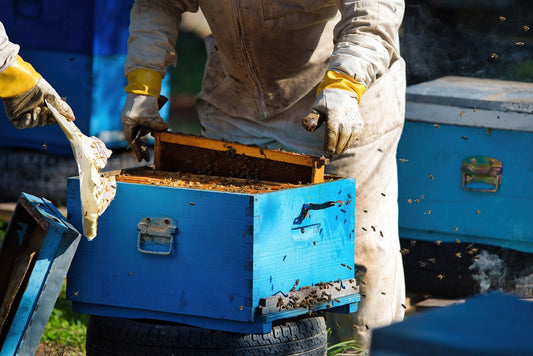 Hive Tools 101: Find the Perfect Tool for Your Beekeeping Style Beezzit
