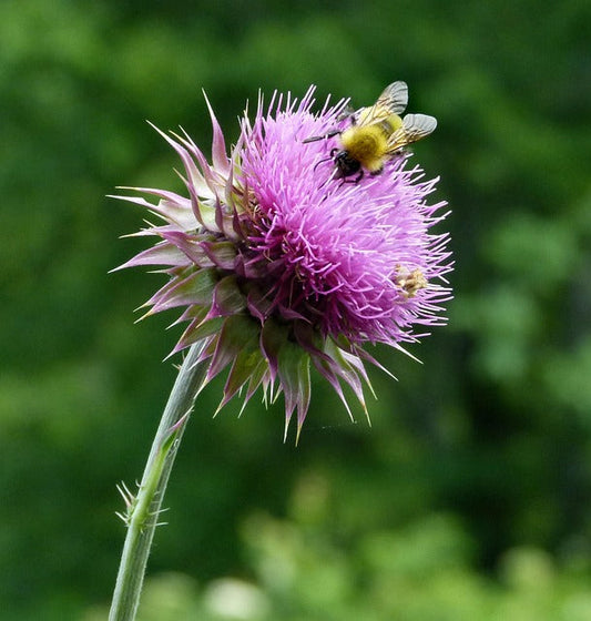 Do Bumblebees Sting? The Truth About When and Why They Really Do Beezzit
