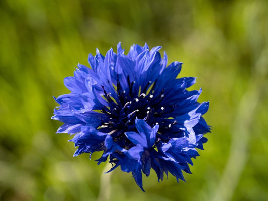 Why do bees love blue and purple flowers? Beezzit