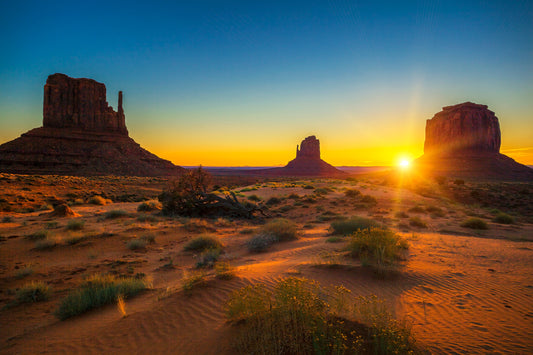 Bees in Arizona: The Wild, the Rare and the Totally Underrated Beezzit