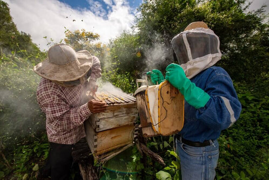 The complete history of beekeeping Beezzit
