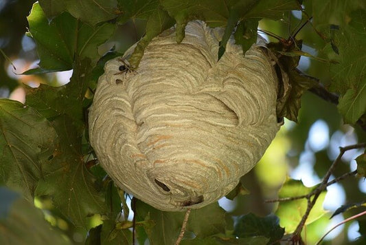 Wasp Nest or Bee Hive? Here’s How to Identify Them Instantly Beezzit
