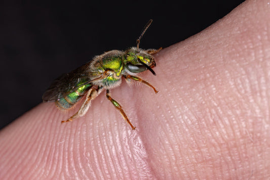 The truth about sweat bee stings: Tiny bees, mild pain, major importance Beezzit
