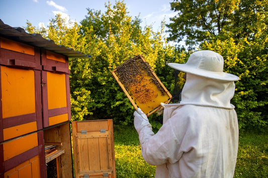How to Start Beekeeping (For Real): A Practical Guide for Curious Beginners Beezzit