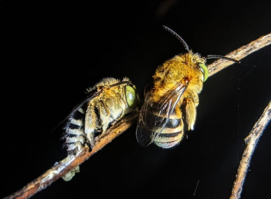 Are Bees Active at Night? The Surprising Truth About Nocturnal Bees Beezzit