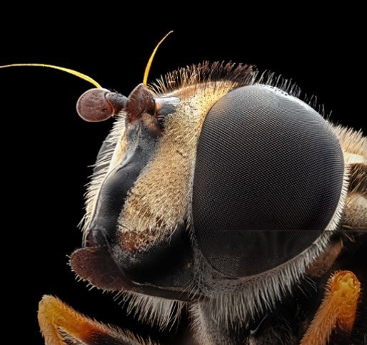 How Many Eyes Do Bees Have? The Surprising Truth About Bee Vision Beezzit