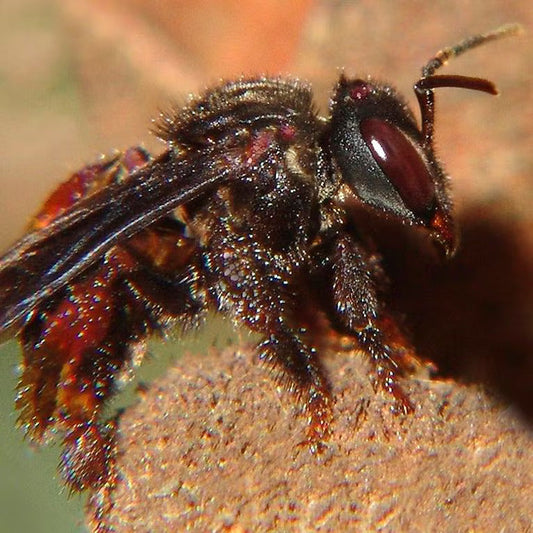 Meat honey: The strange secret of vulture bees Beezzit