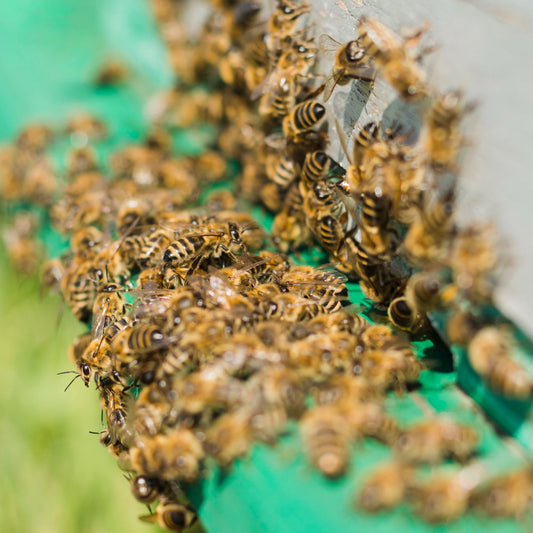 10 Technical Facts about Bees Every Nature Enthusiast Should Know Beezzit