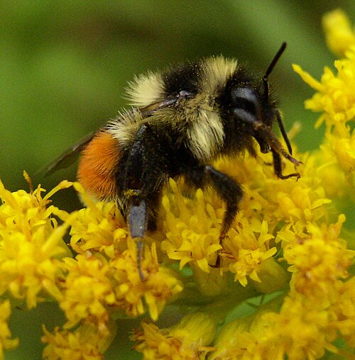 Orange bees: The tricolored bumblebees of the north Beezzit