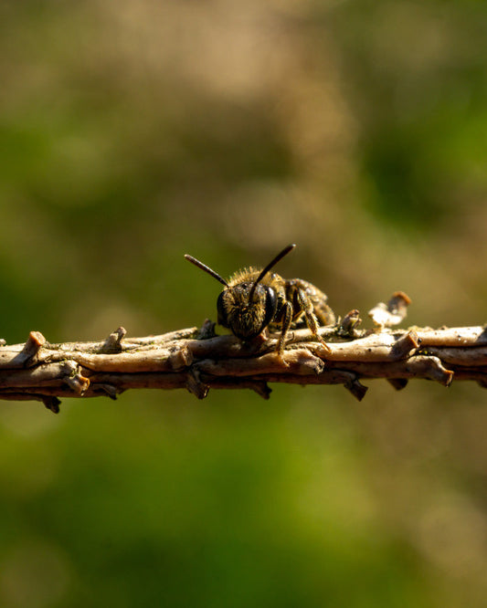 Bee Antennae Explained: The Super Sensors Behind Their Survival Beezzit