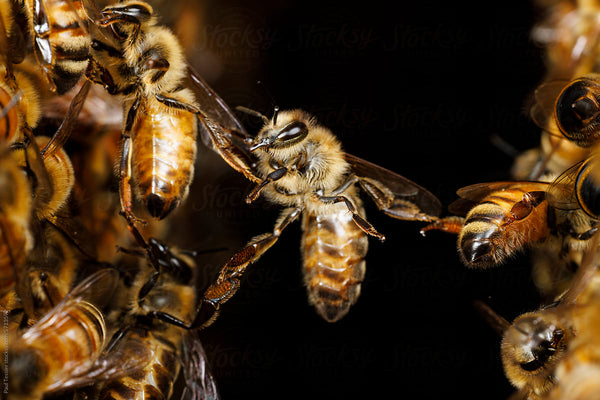 What Are Festooning Bees? Learning the Significance