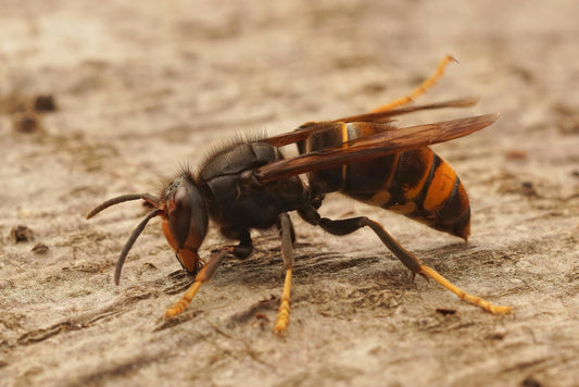 Are Wasps Pollinators? The Surprising Truth You Need to Know Beezzit