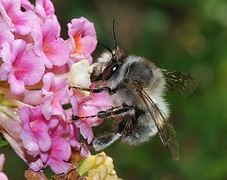Everything you need to know about digger bees