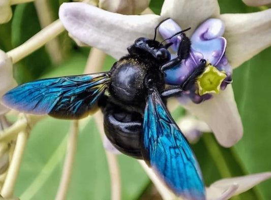 Not All Bees Are Yellow: Discover the Stunning World of Blue Bees Beezzit