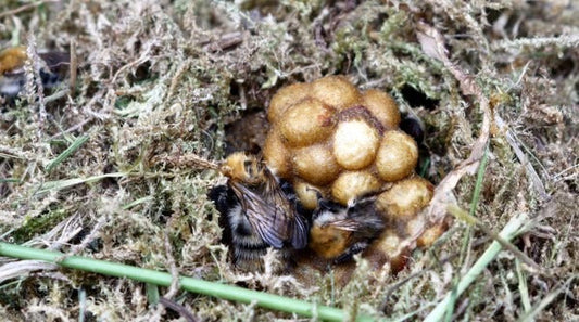 Inside the world of a bumblebee nest Beezzit