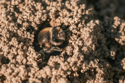 Ground bees: The overlooked powerhouses of pollination Beezzit