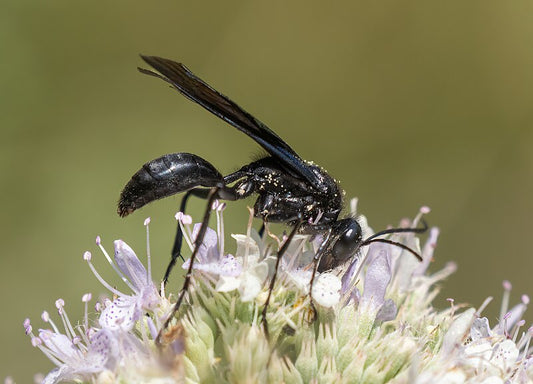 The Great Black Wasp: Fierce Hunter, Gentle Garden Ally Beezzit