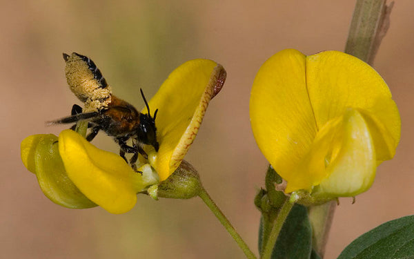 All you need to know about leafcutter bees