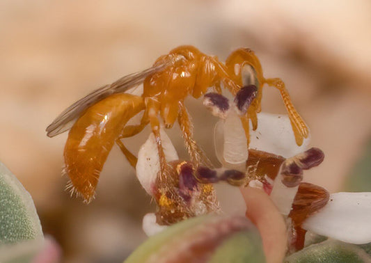 What is the smallest bee? A curious look at Perdita minima Beezzit