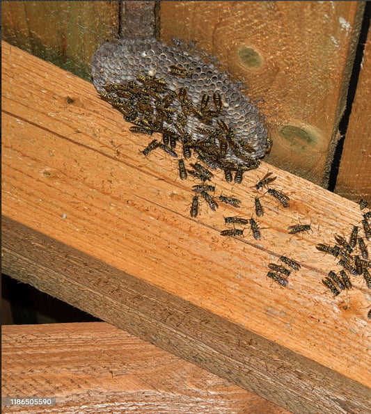 Removing bees in attic is the most humane way Beezzit