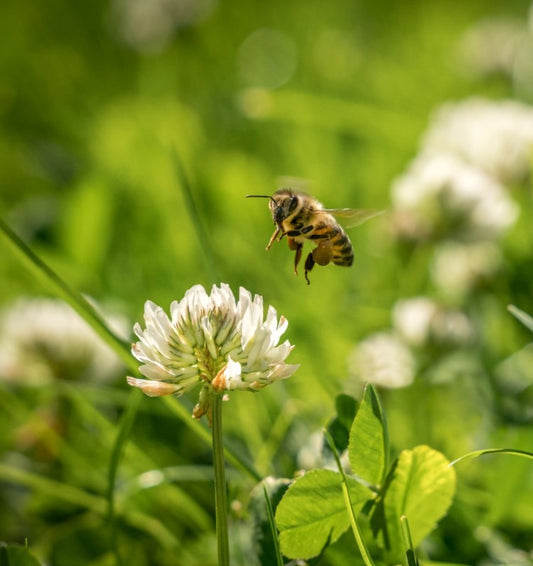 What are the best clovers for bees? Beezzit