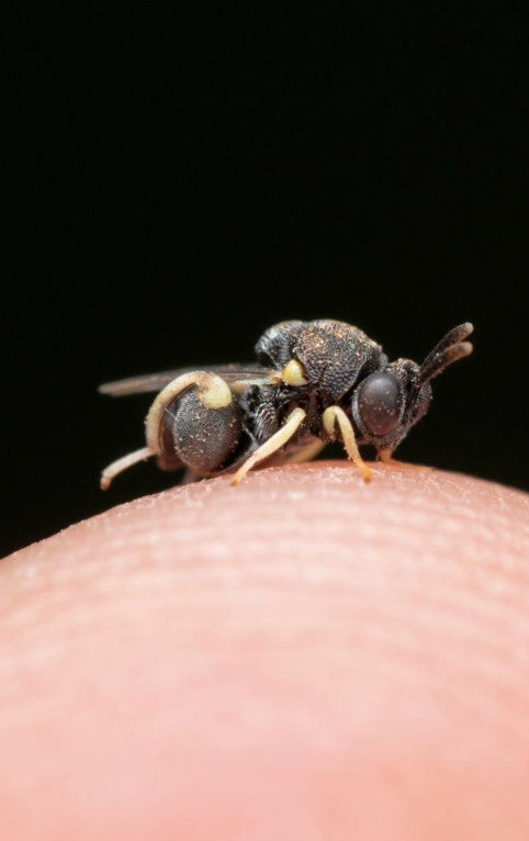 How to make your own sweat bee deterrent? Beezzit