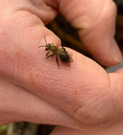 Meet the Tiny Bees Saving Forests, Flowers, and Cultures Beezzit