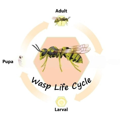 How Long do Wasps Live and Why Their Short Lives Matter Beezzit