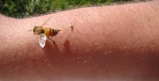 Do bees die after they sting? The science behind a painful myth Beezzit