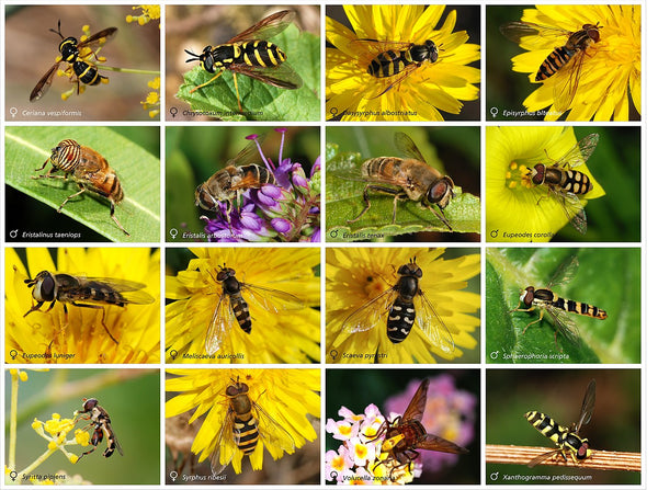 Hoverfly vs Sweat Bee: Key Differences Between the Species