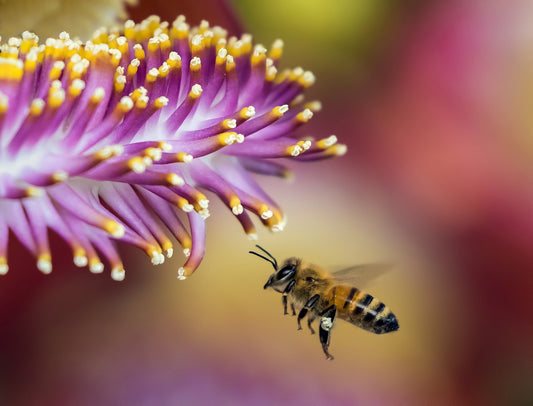 Why do bees buzz? Decoding the sound of bees Beezzit