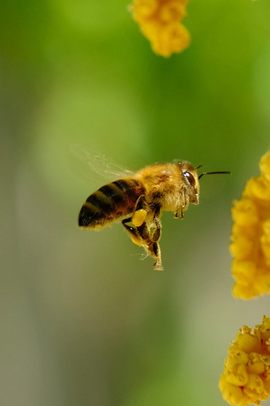 How honey bee wings contribute to hive success Beezzit