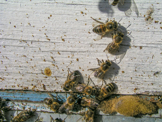 Bee poop: The dirty truth behind a healthy hive Beezzit