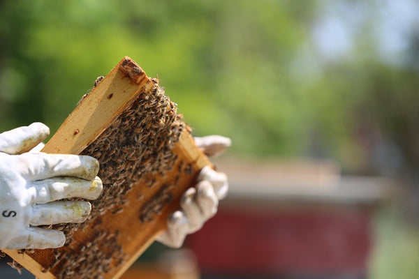 Top 5 species of bees in Texas for beekeeping