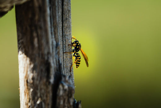 Carpenter Bee vs Wasp: What's the Difference? Beezzit