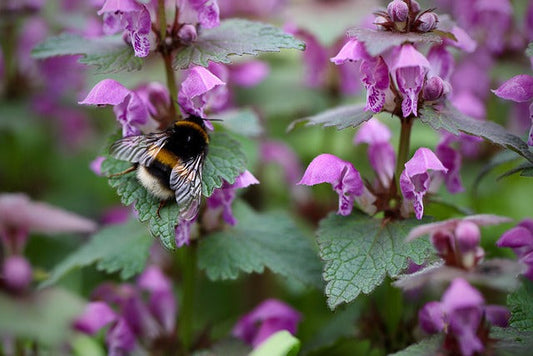 Do bumblebees make honey? The truth behind their sweet secret Beezzit