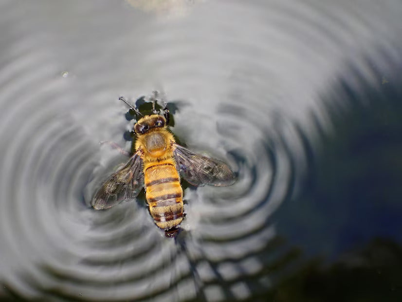 How to save the bees from drowning in your pool