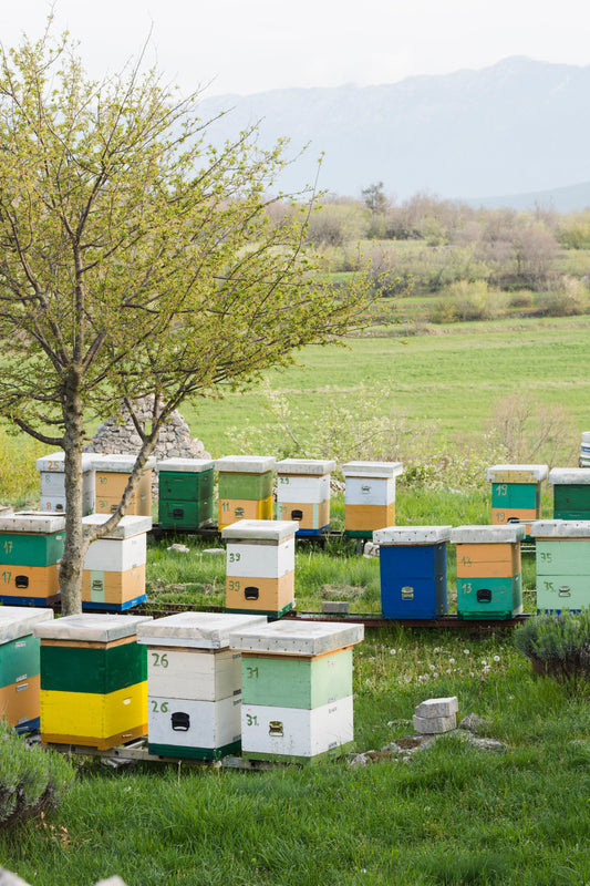 The bee box breakdown: How to pick the right home for your hive Beezzit