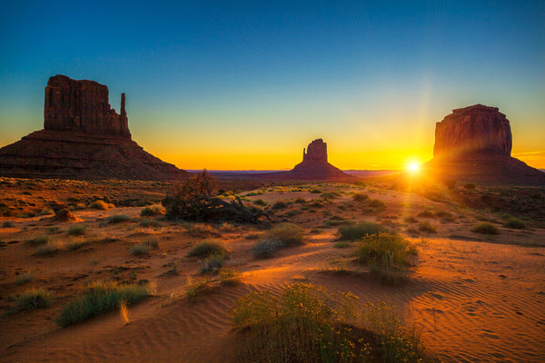 Bees in Arizona: The Wild, the Rare and the Totally Underrated