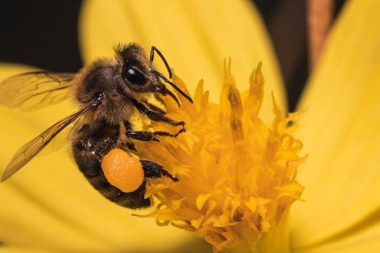 Can bees smell? The truth behind their scent perception Beezzit